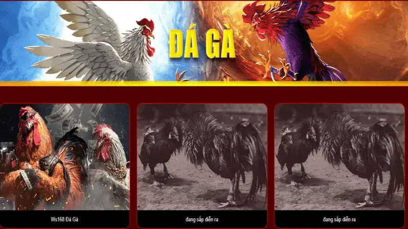 Game Đá Gà 33win – Nhà cái uy tín chất lượng hàng đầu Việt Nam 5 Đá gà là một trong những trò giải trí đầu tiên ở Việt Nam